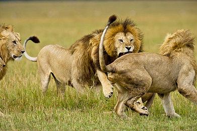 电子TCG开发者：已支付AI画师9万美元生成立绘